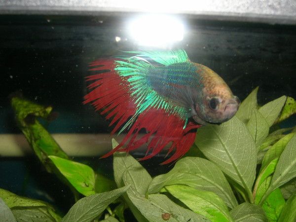 Quel aquarium conviendrait a un poisson combattant ?