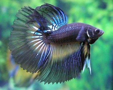 Betta splendens , fiche descriptive