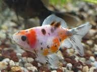 Les poissons japonais , petites merveilles du japon